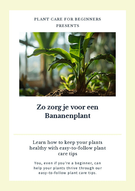 Zo zorg je voor een Bananenplant