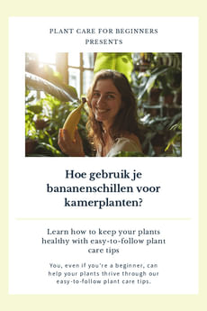 Hoe gebruik je bananenschillen voor kamerplanten?