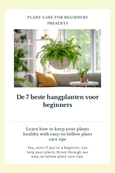 De 7 beste hangplanten voor beginners