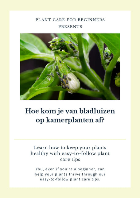 Hoe kom je van bladluizen op kamerplanten af?