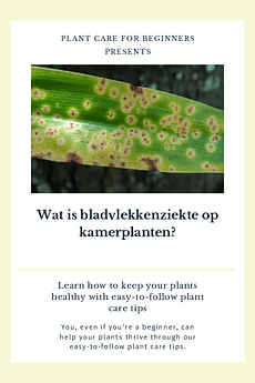 Wat is bladvlekkenziekte op kamerplanten?