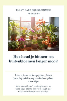 Hoe houd je binnen- en buitenbloemen langer mooi?