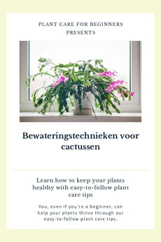Bewateringstechnieken voor cactussen