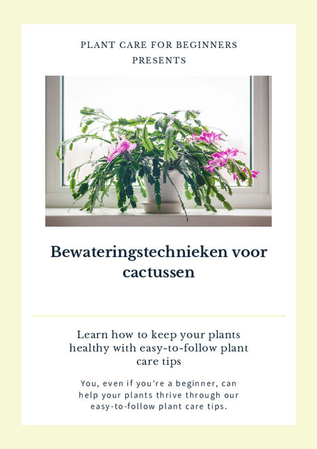 Bewateringstechnieken voor cactussen