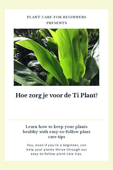 Hoe zorg je voor de Ti Plant?