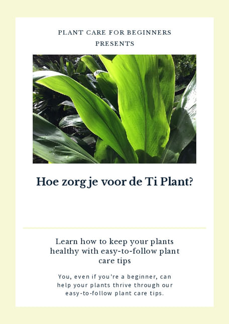 Hoe zorg je voor de Ti Plant?