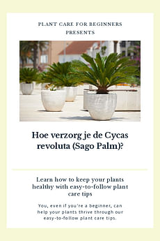 Hoe verzorg je de Cycas revoluta (Sago Palm)?