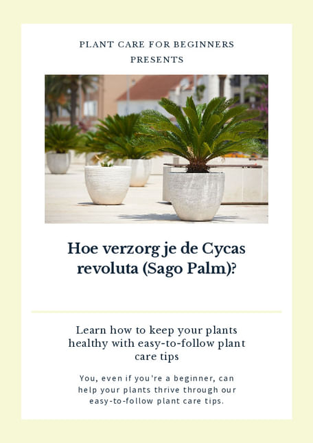Hoe verzorg je de Cycas revoluta (Sago Palm)?