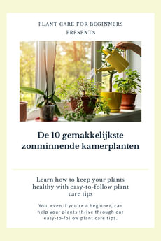 De 10 gemakkelijkste zonminnende kamerplanten