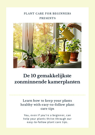 De 10 gemakkelijkste zonminnende kamerplanten