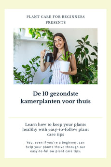 De 10 gezondste kamerplanten voor thuis
