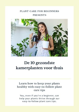 De 10 gezondste kamerplanten voor thuis