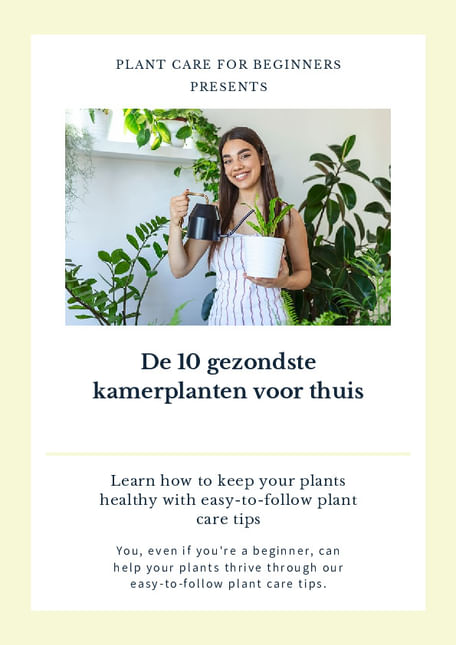 De 10 gezondste kamerplanten voor thuis