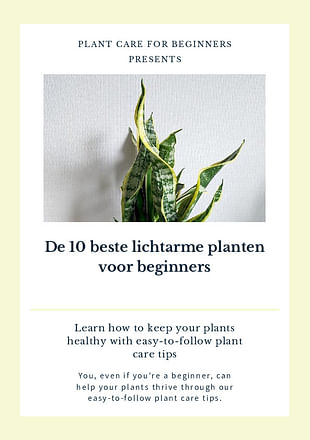 De 5 beste lichtarme kamerplanten voor beginners