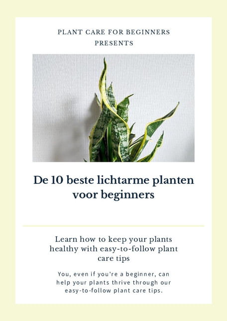De 10 beste lichtarme planten voor beginners
