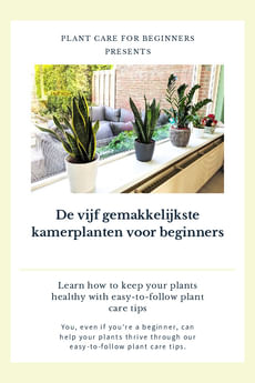 De vijf gemakkelijkste kamerplanten voor beginners