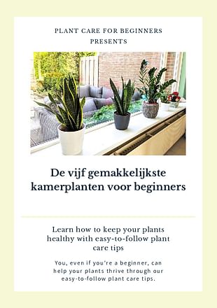 De vijf gemakkelijkste kamerplanten voor beginners