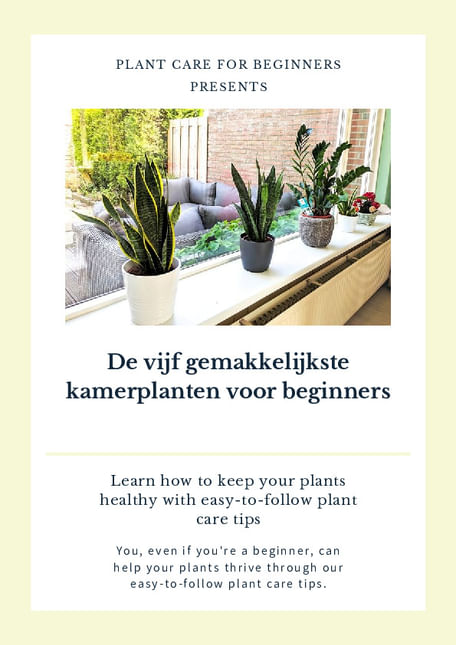 De vijf gemakkelijkste kamerplanten voor beginners