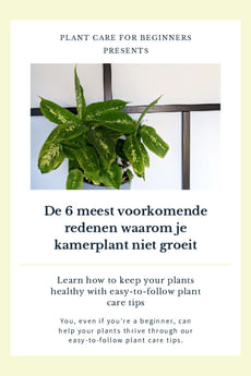 De 6 meest voorkomende redenen waarom je kamerplant niet groeit