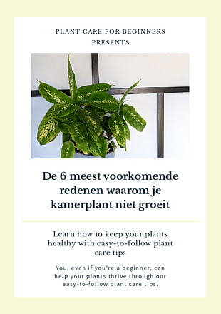 De 6 meest voorkomende redenen waarom je kamerplant niet groeit
