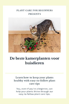 De beste kamerplanten voor huisdieren
