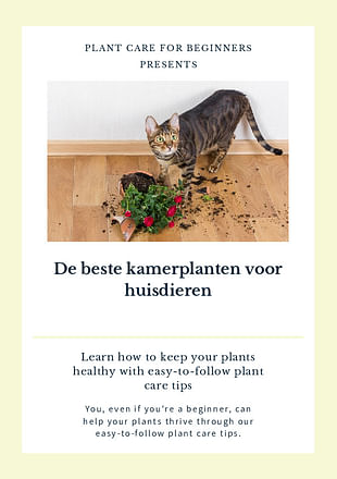 De beste kamerplanten voor huisdieren