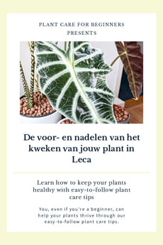 De voor- en nadelen van het kweken van jouw plant in Leca