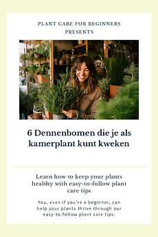 6 Dennenbomen die je als kamerplant kunt kweken