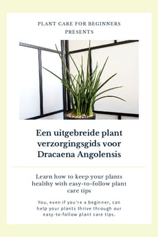 Een uitgebreide plant verzorgingsgids voor Dracaena Angolensis