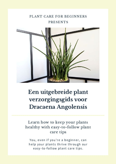 Een uitgebreide plant verzorgingsgids voor Dracaena Angolensis