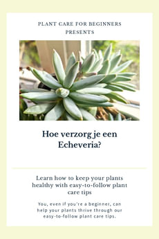 Hoe verzorg je een Echeveria?