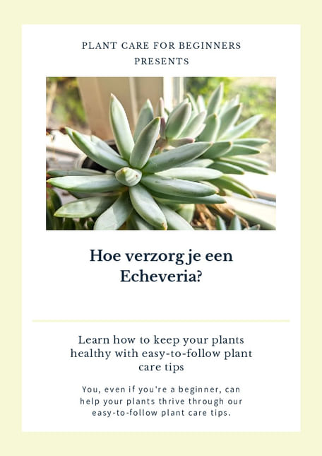 Hoe verzorg je een Echeveria?