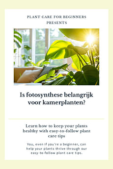 Is fotosynthese belangrijk voor kamerplanten?