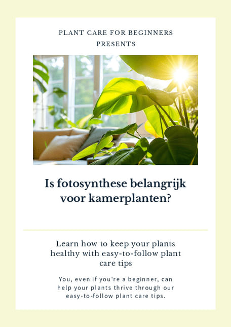 Is fotosynthese belangrijk voor kamerplanten?