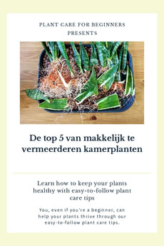 De top 5 van makkelijk te vermeerderen kamerplanten