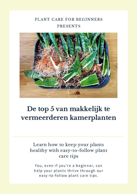 De top 5 van makkelijk te vermeerderen kamerplanten