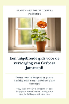 Een uitgebreide gids voor de verzorging van Gerbera Jamesonii