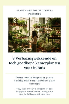 8 Verbazingwekkende en toch goedkope kamerplanten voor in huis