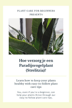Hoe verzorg je een Paradijsvogelplant (Strelitzia)?