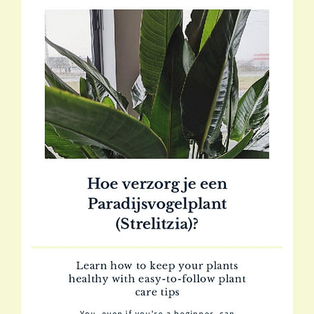 Hoe verzorg je een Paradijsvogelplant (Strelitzia)?
