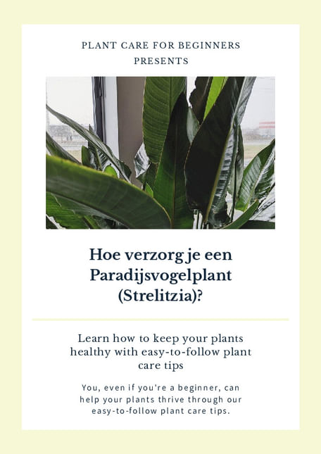 Hoe verzorg je een Paradijsvogelplant (Strelitzia)?
