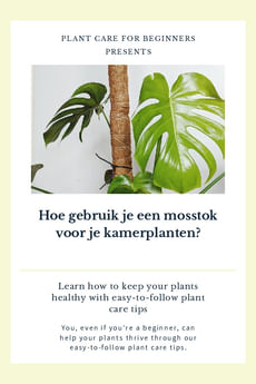 Hoe gebruik je een mosstok voor je kamerplanten?