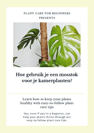 Hoe gebruik je een mosstok voor je kamerplanten?
