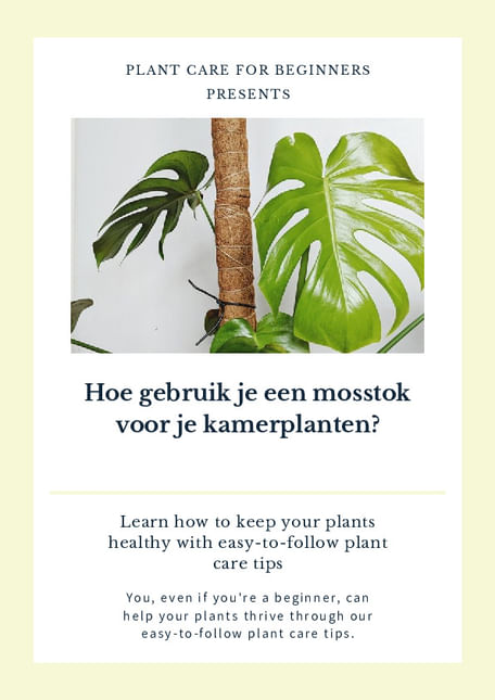 Hoe gebruik je een mosstok voor je kamerplanten?