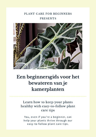 Een beginnersgids voor het bewateren van je kamerplanten
