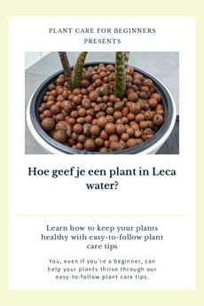 Hoe geef je een plant in Leca water?