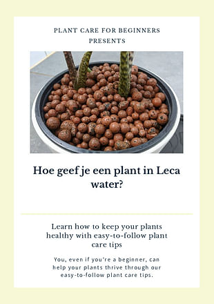 Hoe geef je een plant in Leca water?