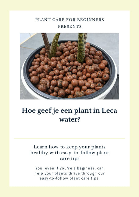 Hoe geef je een plant in Leca water?