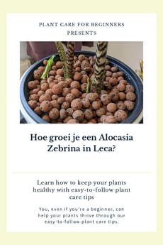 Hoe groei je een Alocasia Zebrina in Leca?