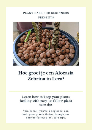 Hoe groei je een Alocasia Zebrina in Leca?